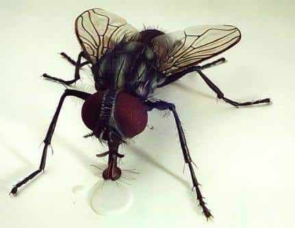 In foto: una mosca che beve